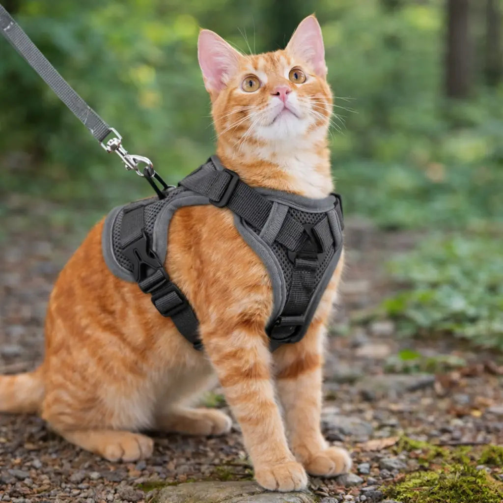 Harnais chat avec laisse et bandes réfléchissantes | NEO
