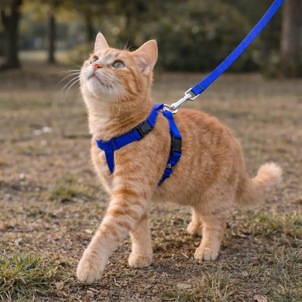 Harnais chat avec laisse – Essentiel ajustable | BASIC™