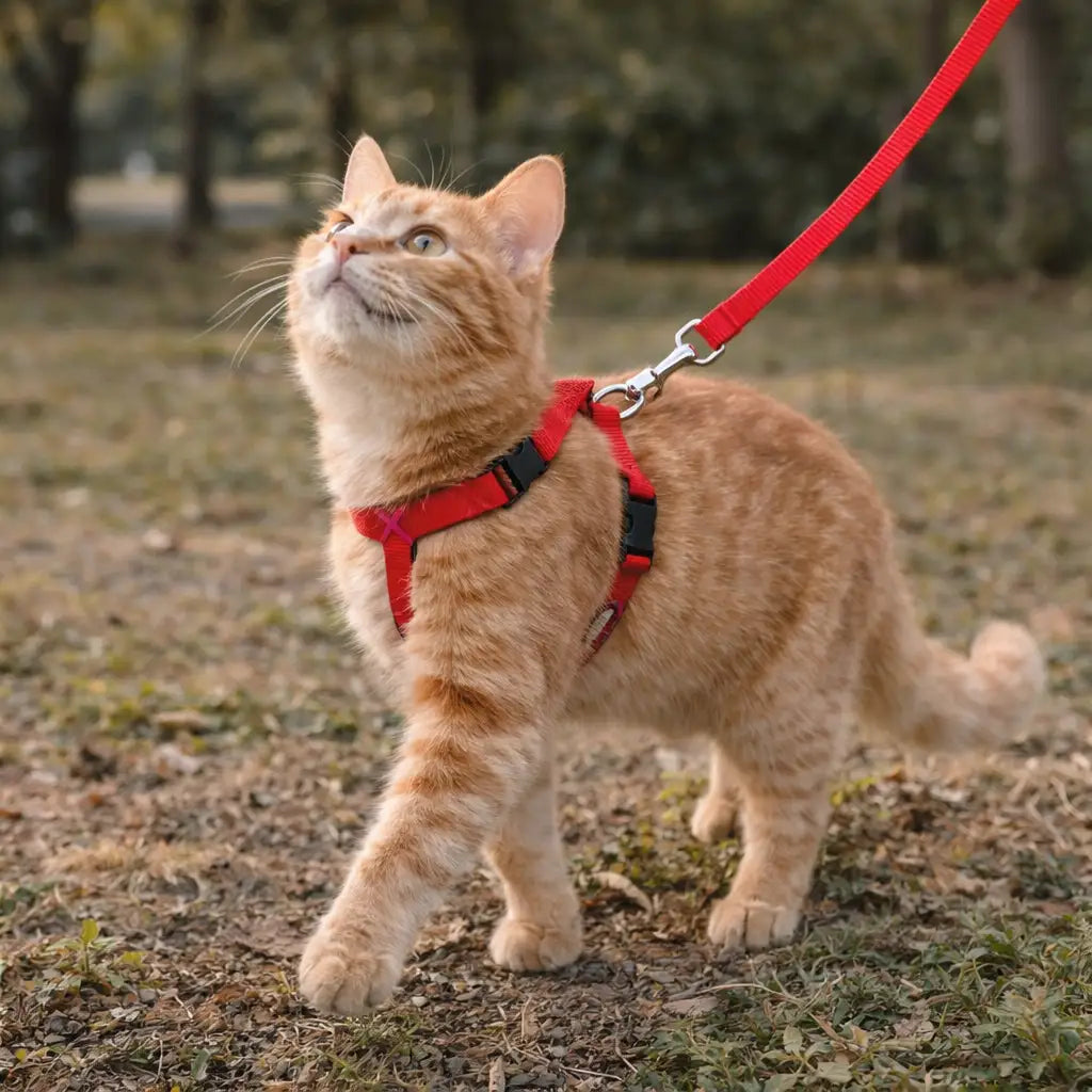Harnais chat avec laisse – Essentiel ajustable | BASIC™